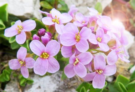I Fiori della Via - Corso completo di formazione