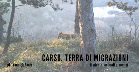 Carso, Terra di Migrazioni - Escursione Naturalistica