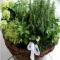Master of Food - Le Erbe Aromatiche
