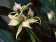 Orchidays - I fiori gioiello
